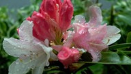 Rhododendren 