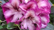 Rhododendren 