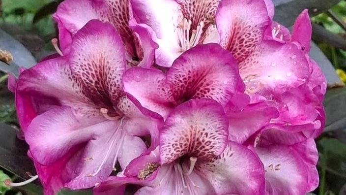 Rhododendren 