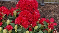 Rhododendren