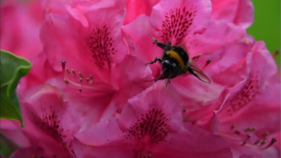 Rhododendron 