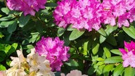 Rhododendron