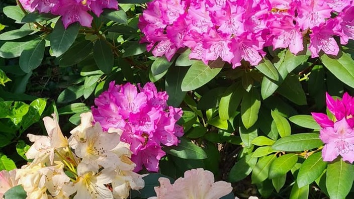 Rhododendron