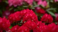 Die roten Blüten eines Rhododendrons.