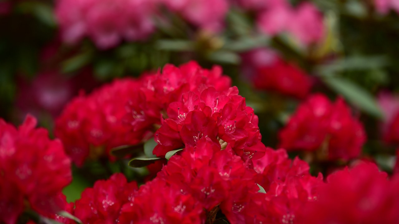 Die roten Blüten eines Rhododendrons.