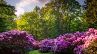 Ein park mit sehr großen Rhododendronbüschen. 