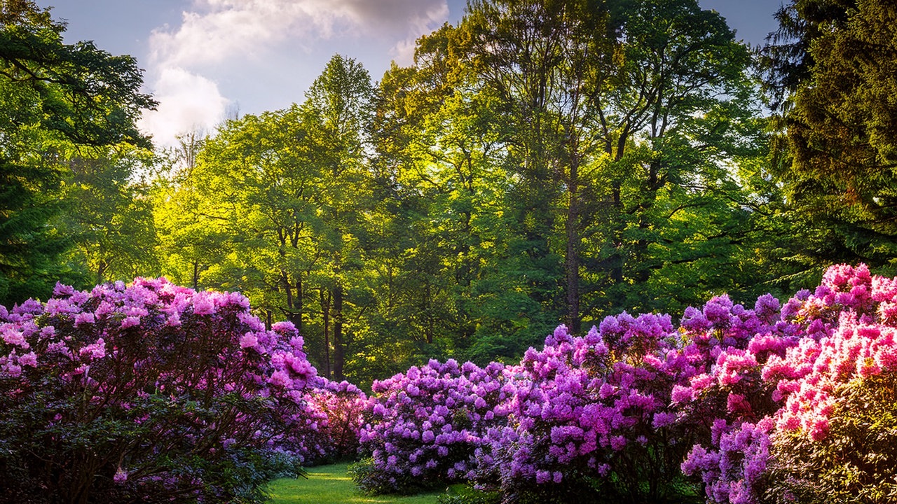 Ein park mit sehr großen Rhododendronbüschen. 