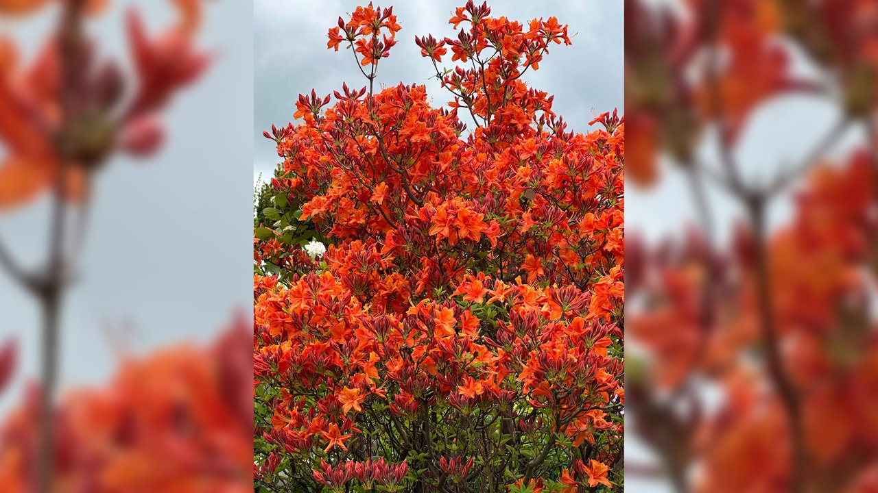 Ein Rhododendron-Gewächs mit leuchtend-orangenen Blüten. 