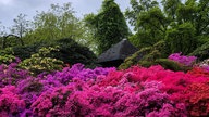 Ein Park mit großen knallig-bunten Rhododendren.
