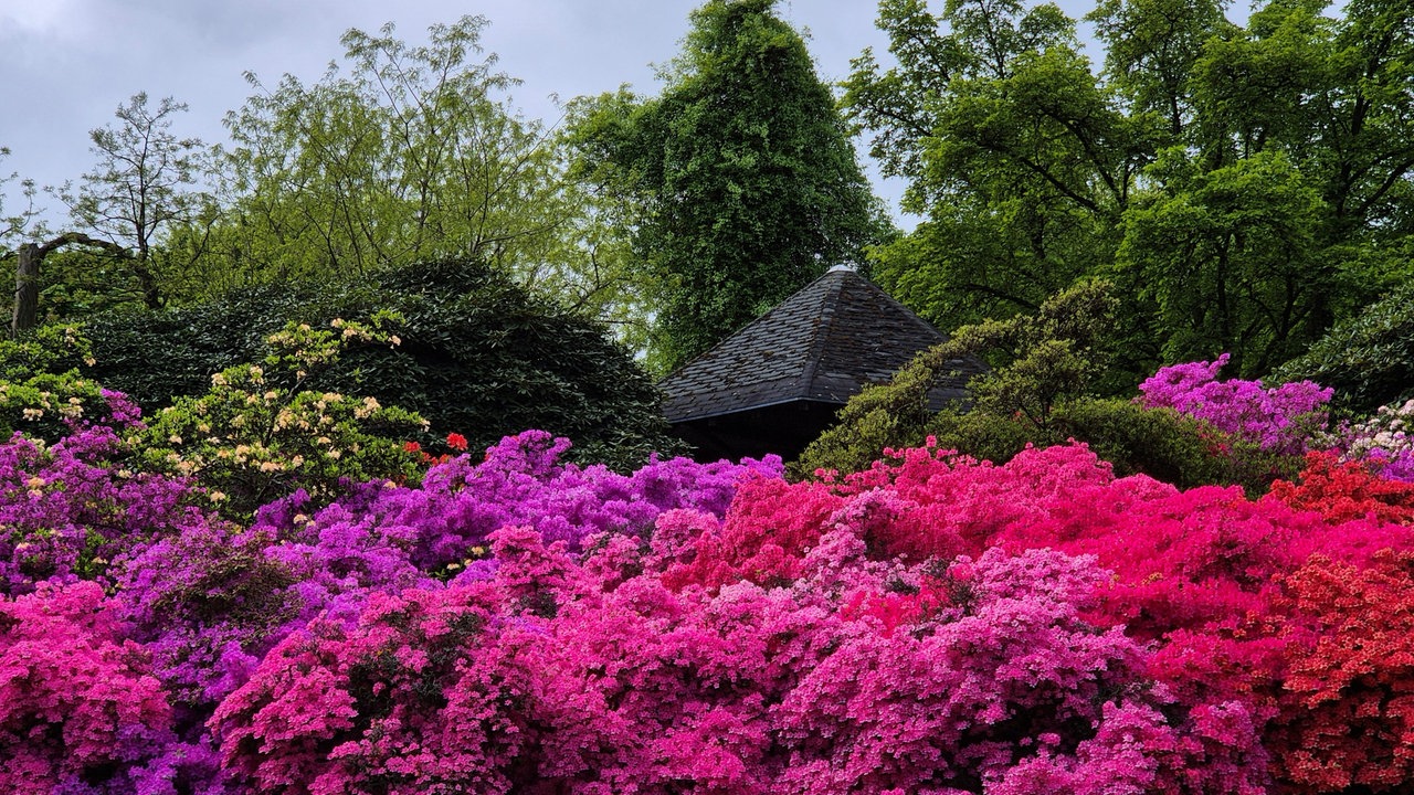 Ein Park mit großen knallig-bunten Rhododendren.