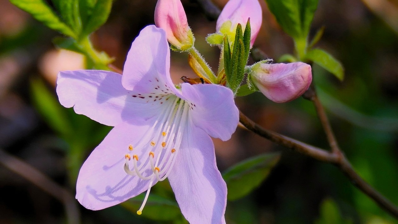 Die fliederfarbene Blüte eines Rhododendrons in einer Detailaufnahme.