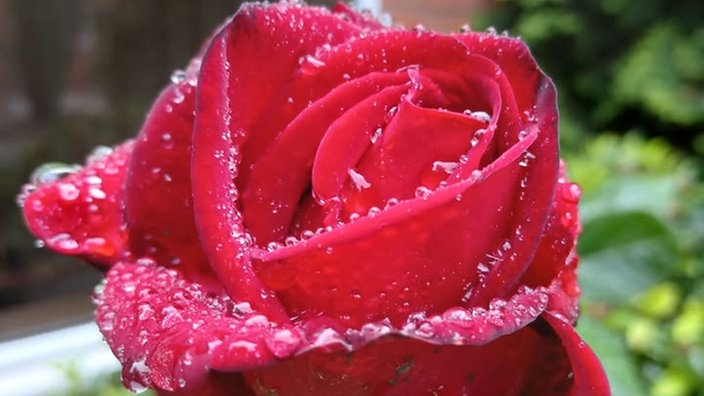 Rosen 