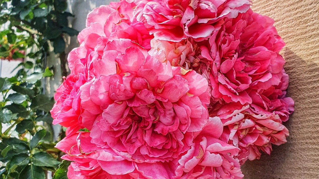 Rosen 