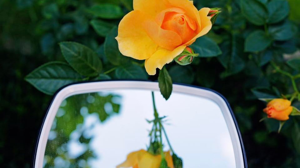 gelbe Rose am Aufblühen