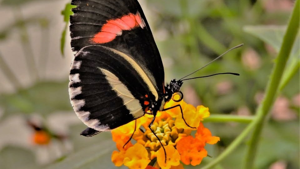 Schmetterlinge