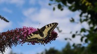  Schmetterlinge