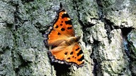  Schmetterlinge