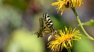  Schmetterlinge