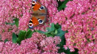  Schmetterlinge