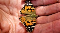  Schmetterlinge