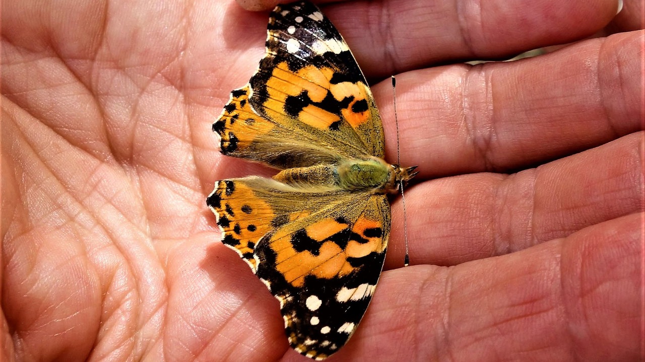  Schmetterlinge
