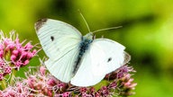 Schmetterlinge