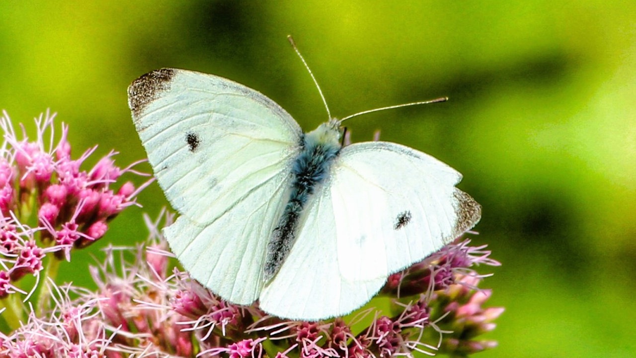 Schmetterlinge
