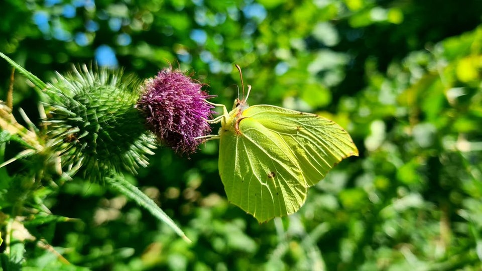  Schmetterlinge
