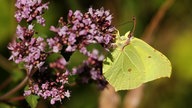  Schmetterlinge