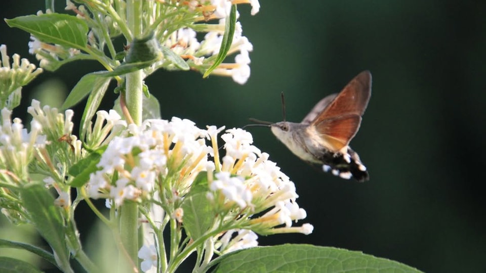  Schmetterlinge