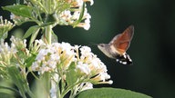  Schmetterlinge