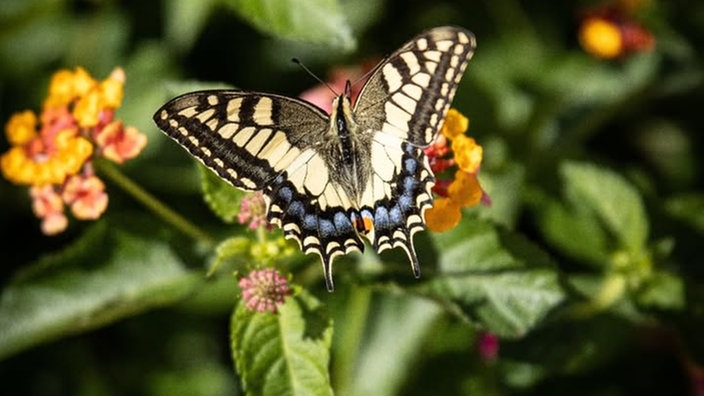  Schmetterlinge