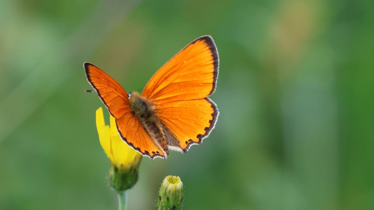 Schmetterlinge