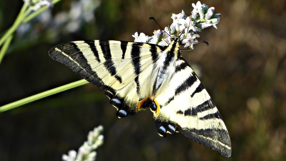 Schmetterlinge