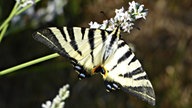  Schmetterlinge