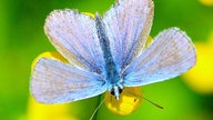  Schmetterlinge