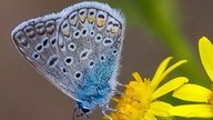  Schmetterlinge