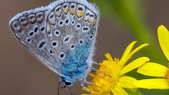  Schmetterlinge