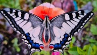  Schmetterlinge