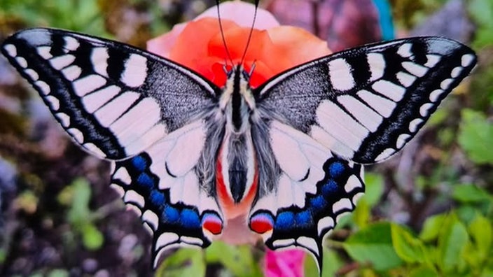  Schmetterlinge