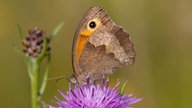  Schmetterlinge