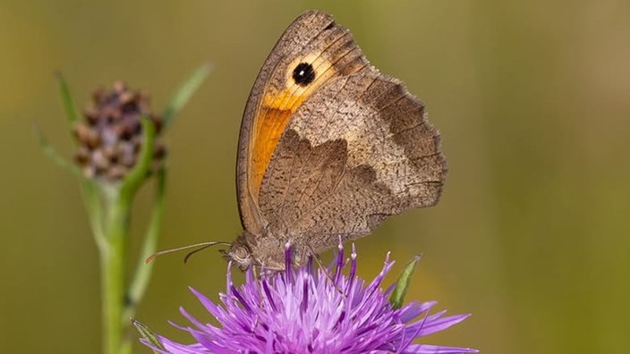  Schmetterlinge