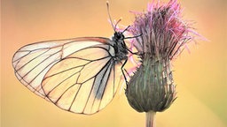  Schmetterlinge