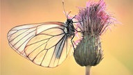  Schmetterlinge