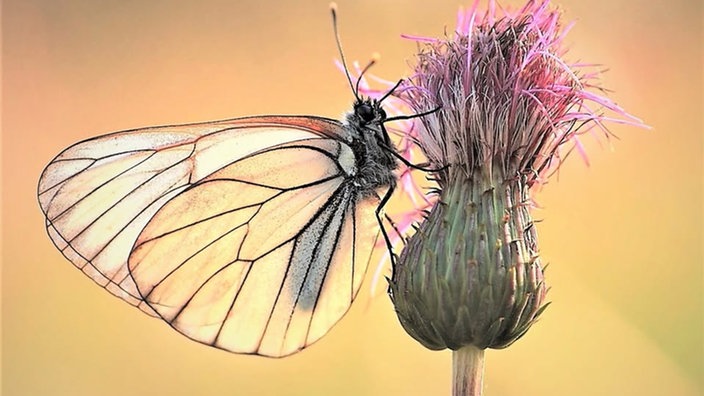  Schmetterlinge