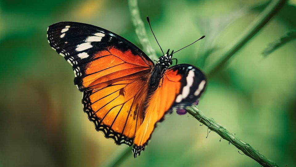  Schmetterlinge