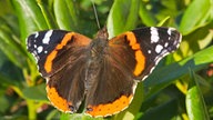  Schmetterlinge