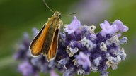  Schmetterlinge
