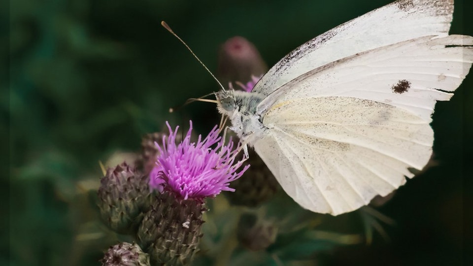  Schmetterlinge