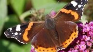  Schmetterlinge